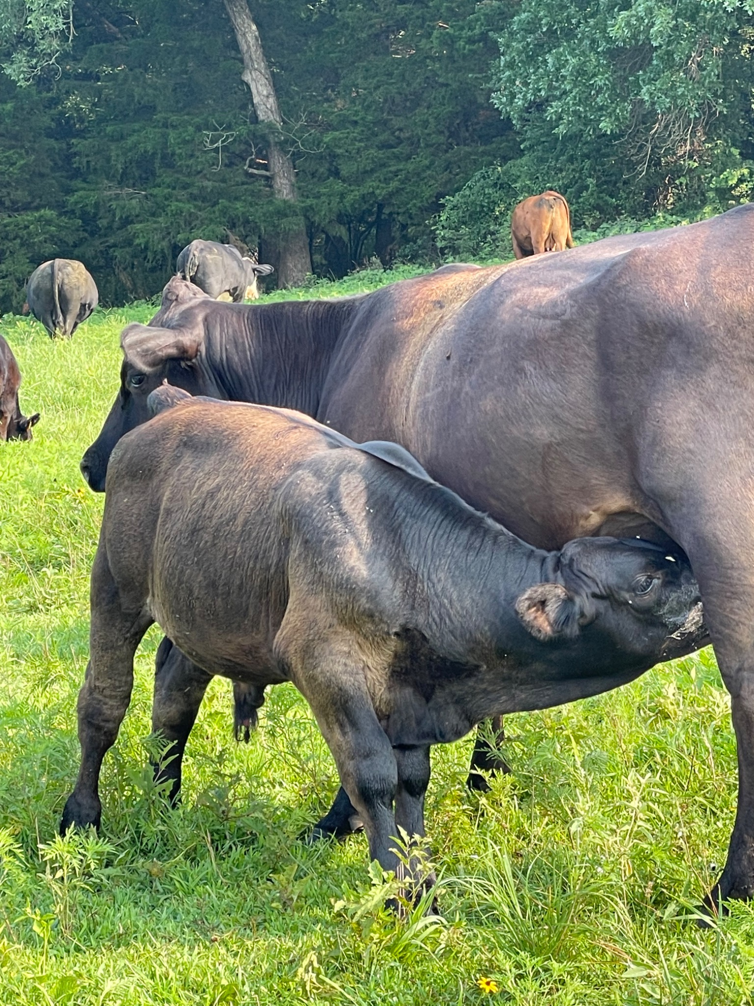 Mature Windchaser cow nursing a large calf