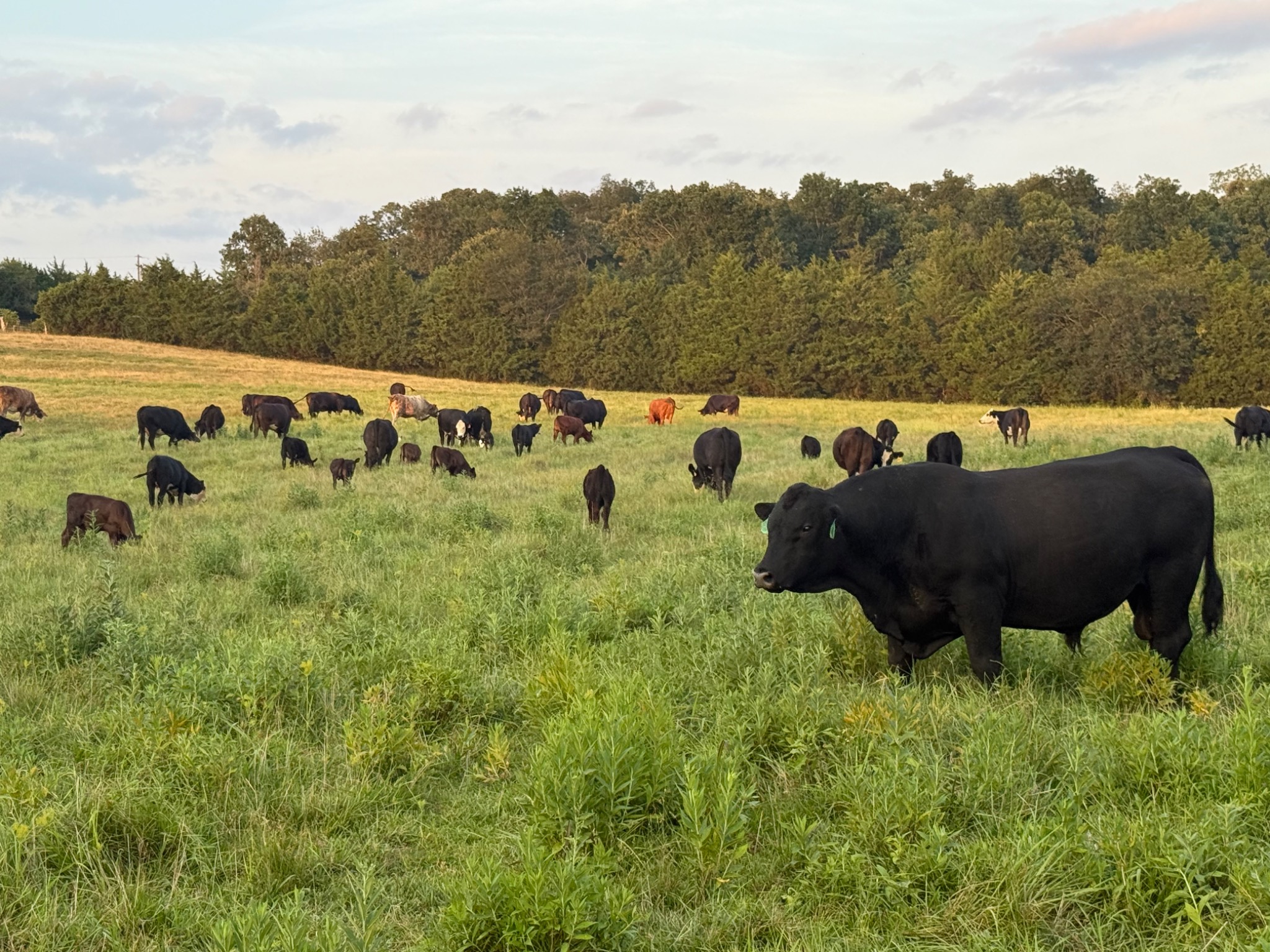 Windchaser herd grazing in Missouri pasture, with herd bull number 48 in the foreground