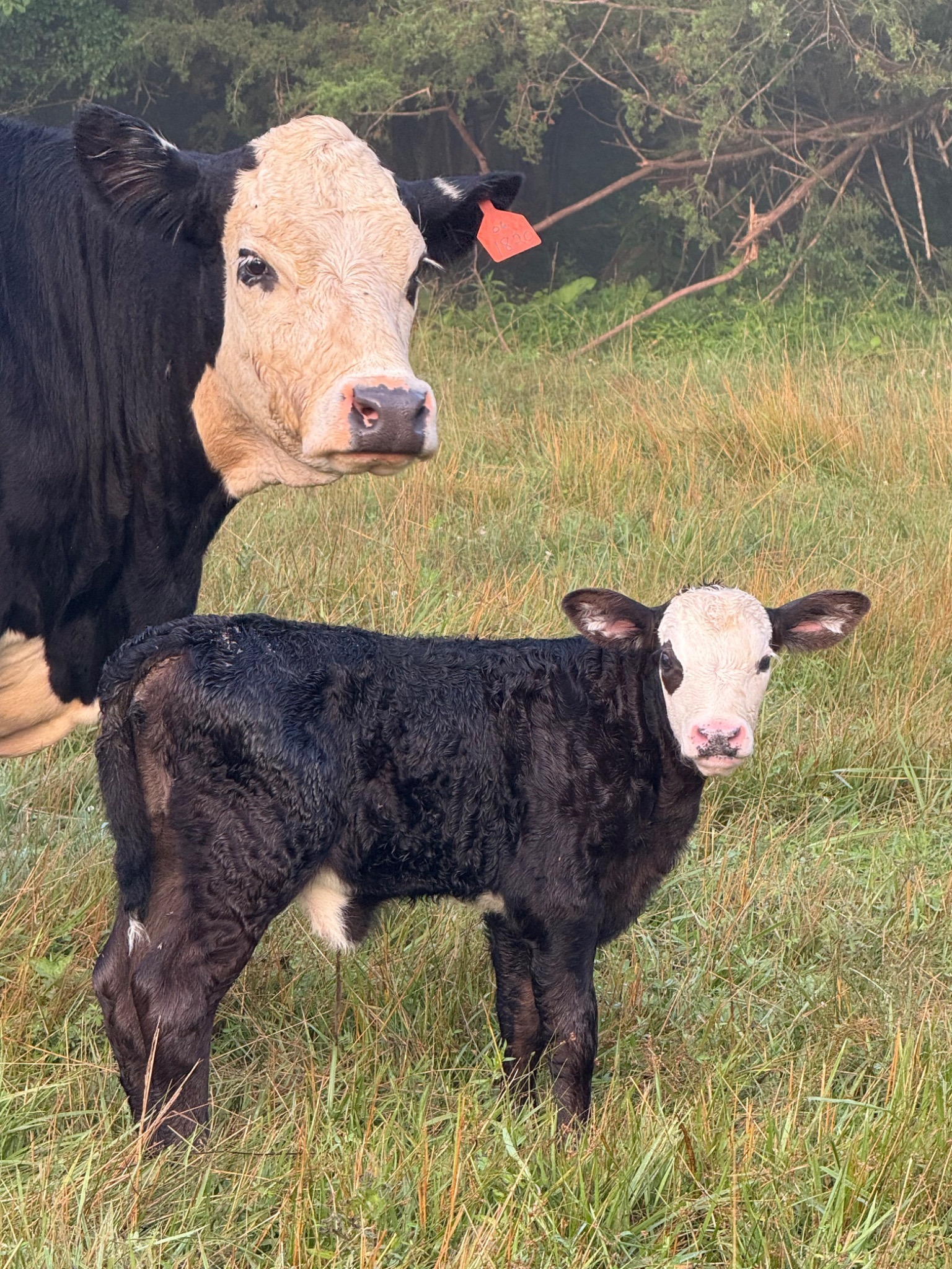 Young Black Baldy calf standing beside its mother in the pasture