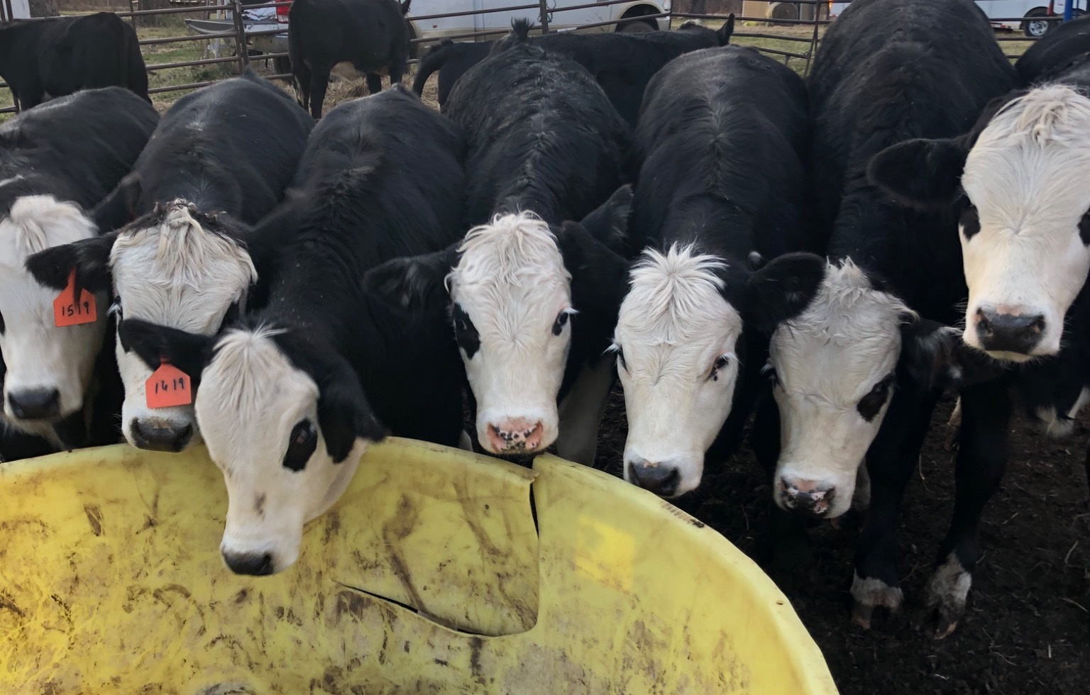 Windchaser young black and Black Baldy cattle