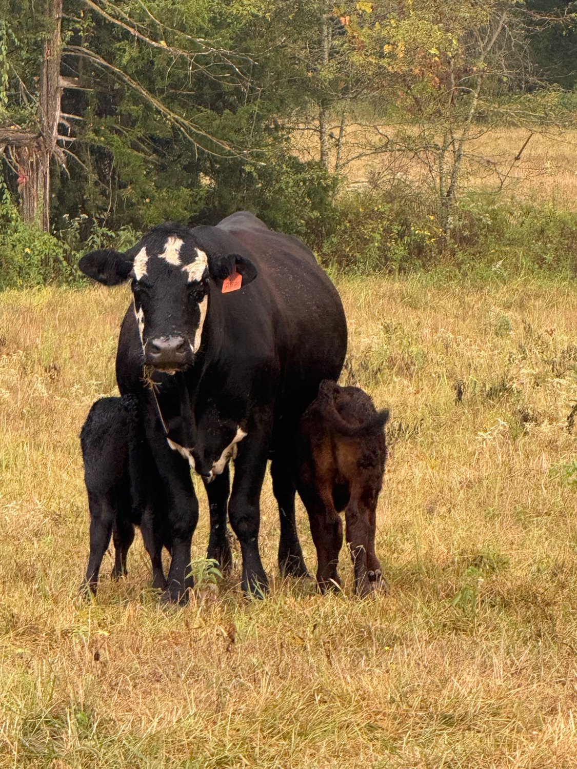 good mamas