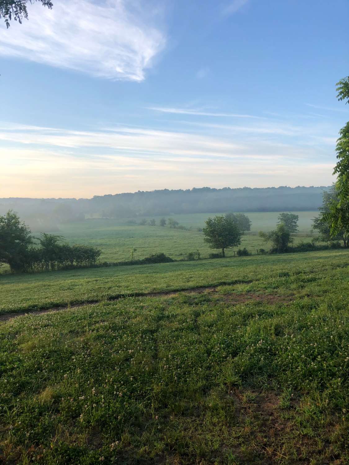 misty morn