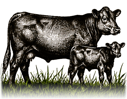 Windchaser cow and calf emblem