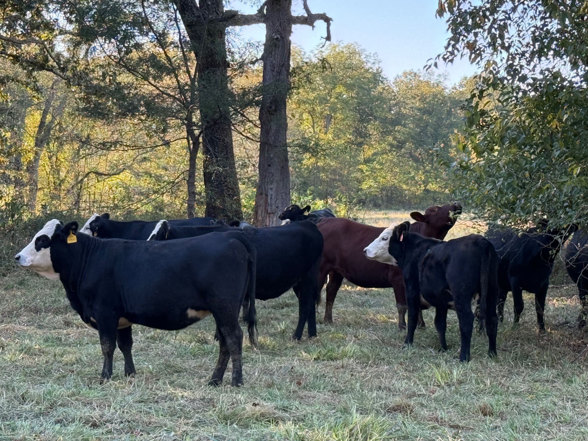 Cattle in pasture