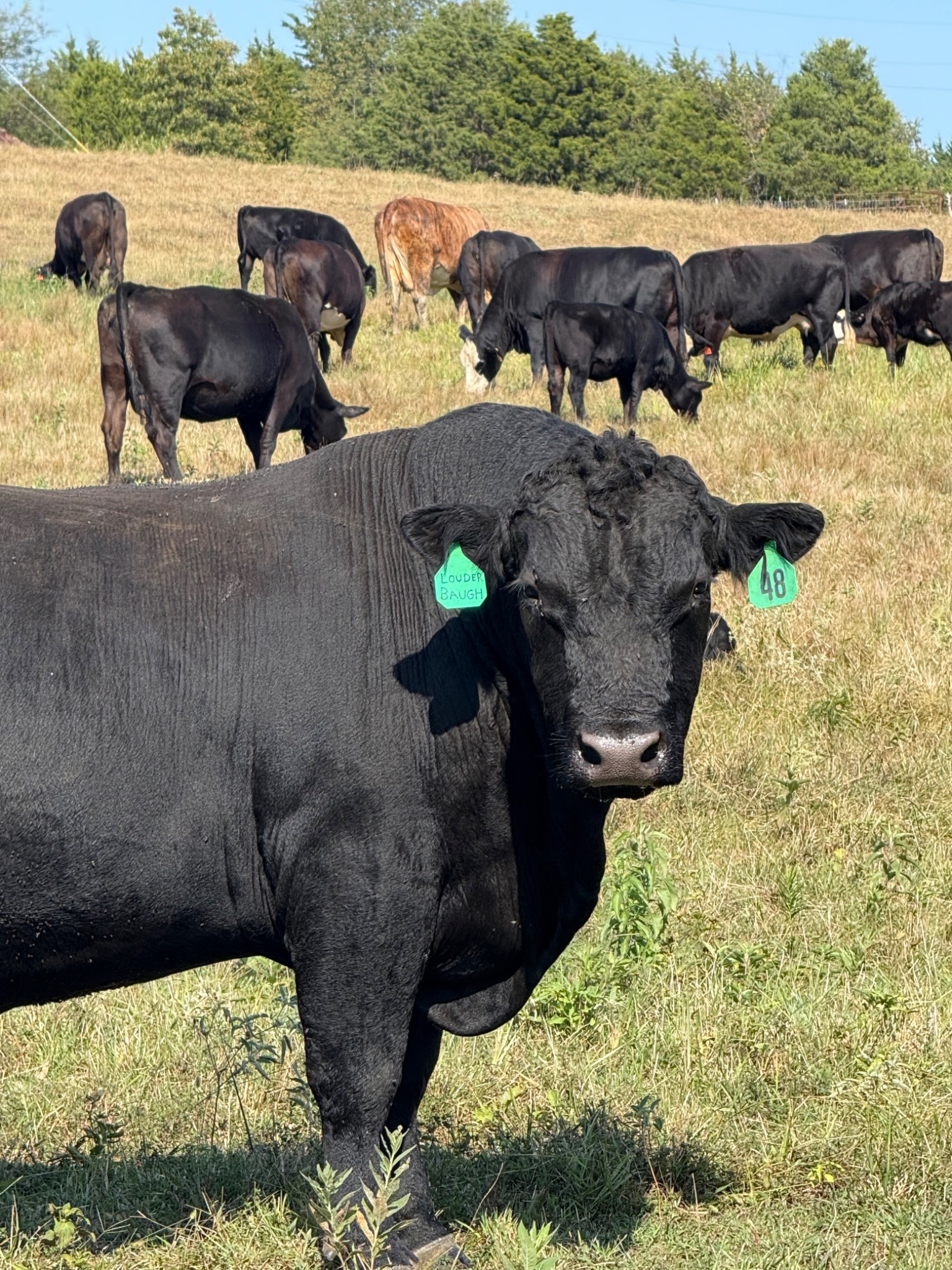 Willy, Windchaser SimAngus herd bull